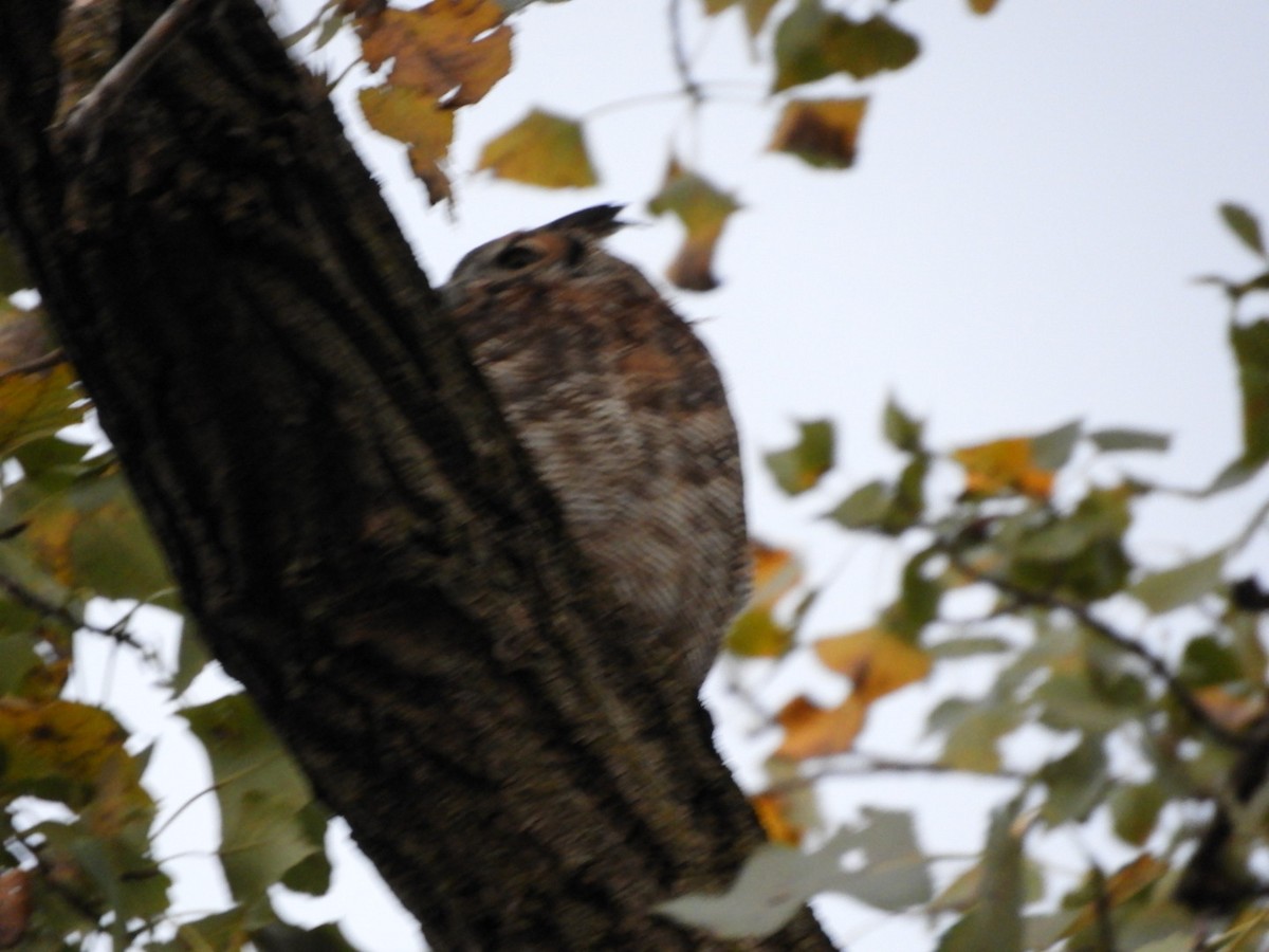 Great Horned Owl - ML71874351