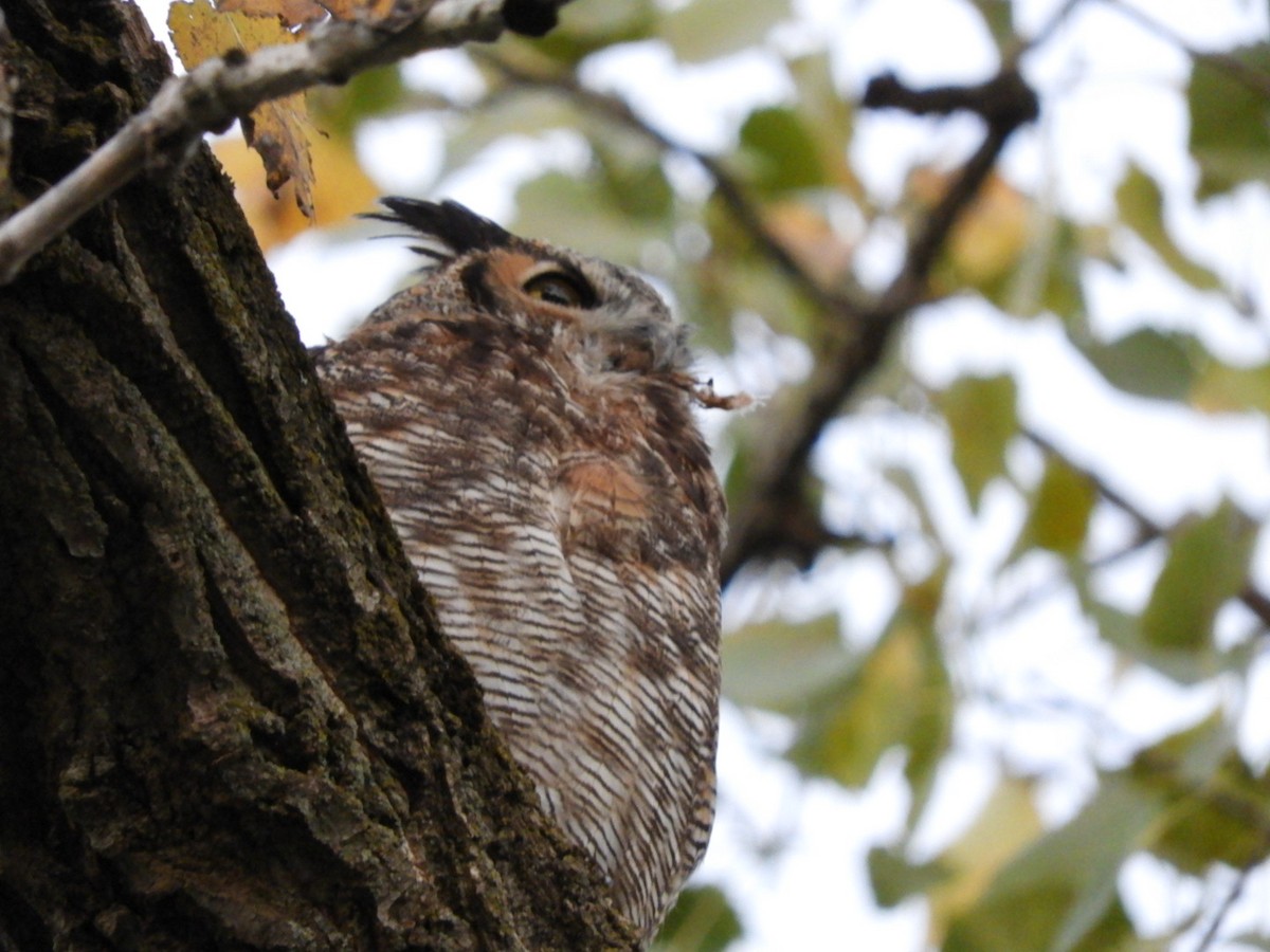 Great Horned Owl - ML71874371