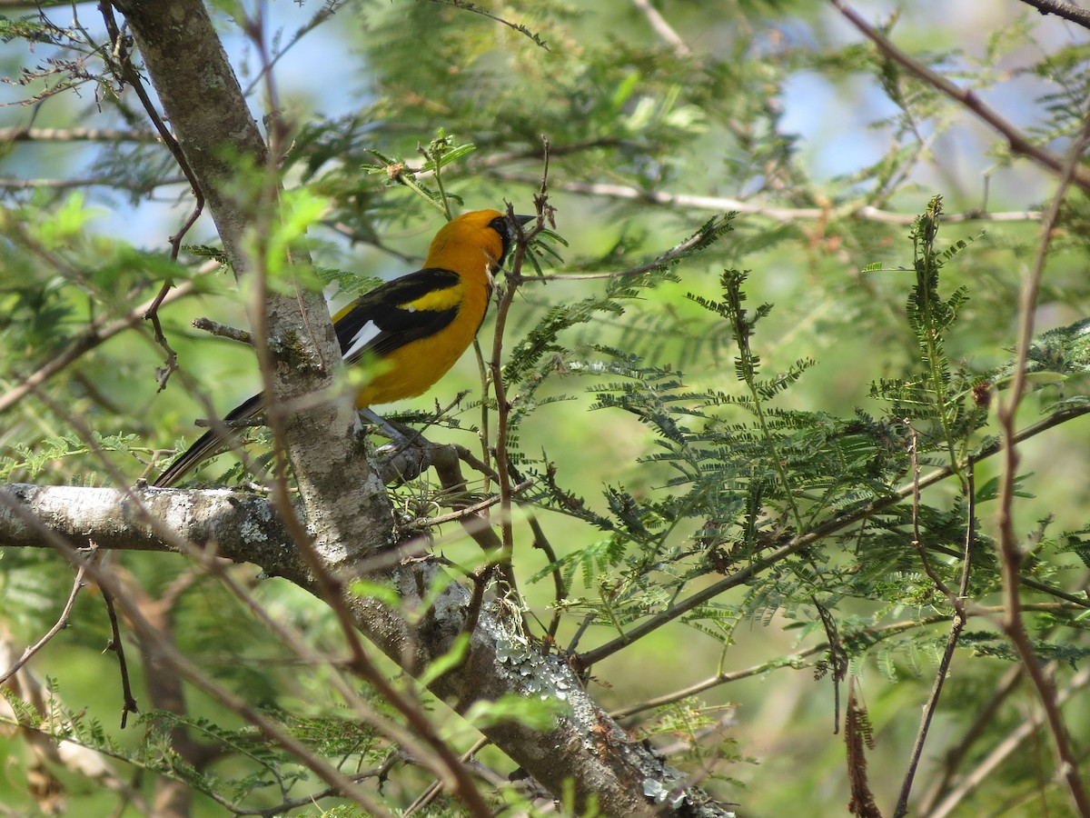 White-edged Oriole - Larry Schmahl