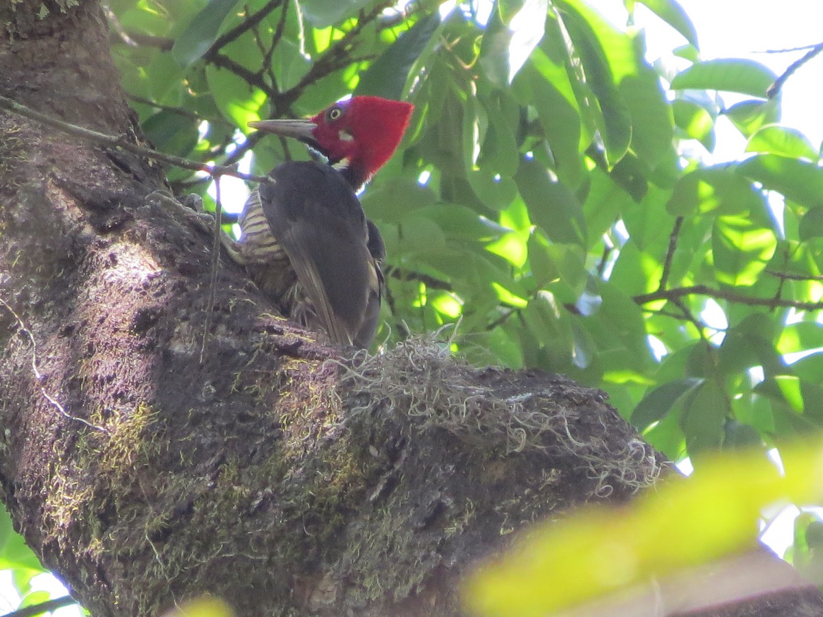 Guayaquil Woodpecker - Larry Schmahl