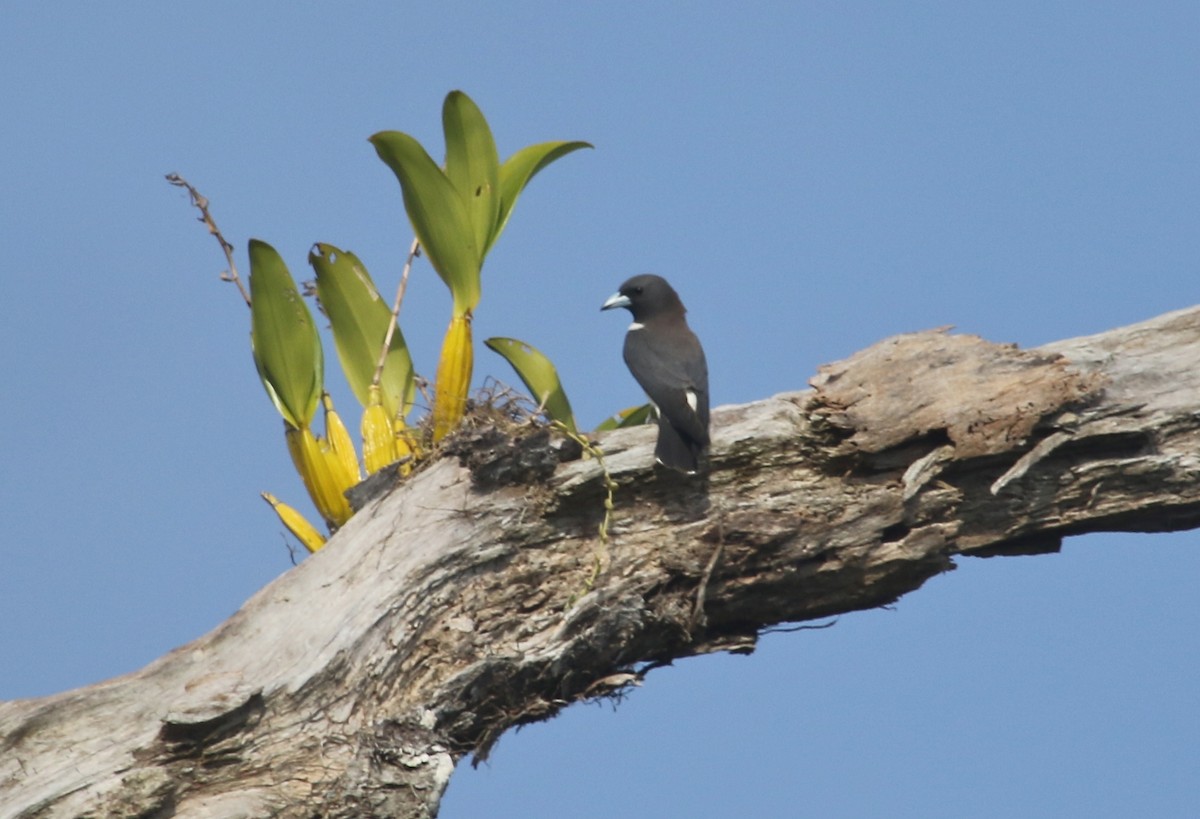 White-breasted Woodswallow - ML71877601