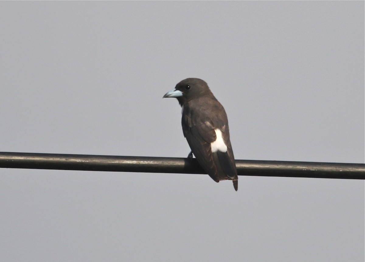 White-breasted Woodswallow - ML71877621