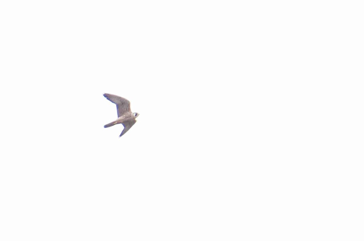 Peregrine Falcon (North American) - ML71878261