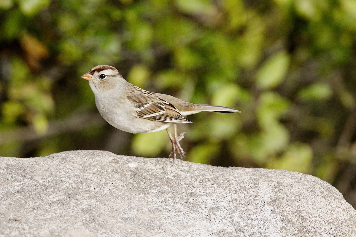 White-crowned Sparrow (Gambel's) - John P Richardson