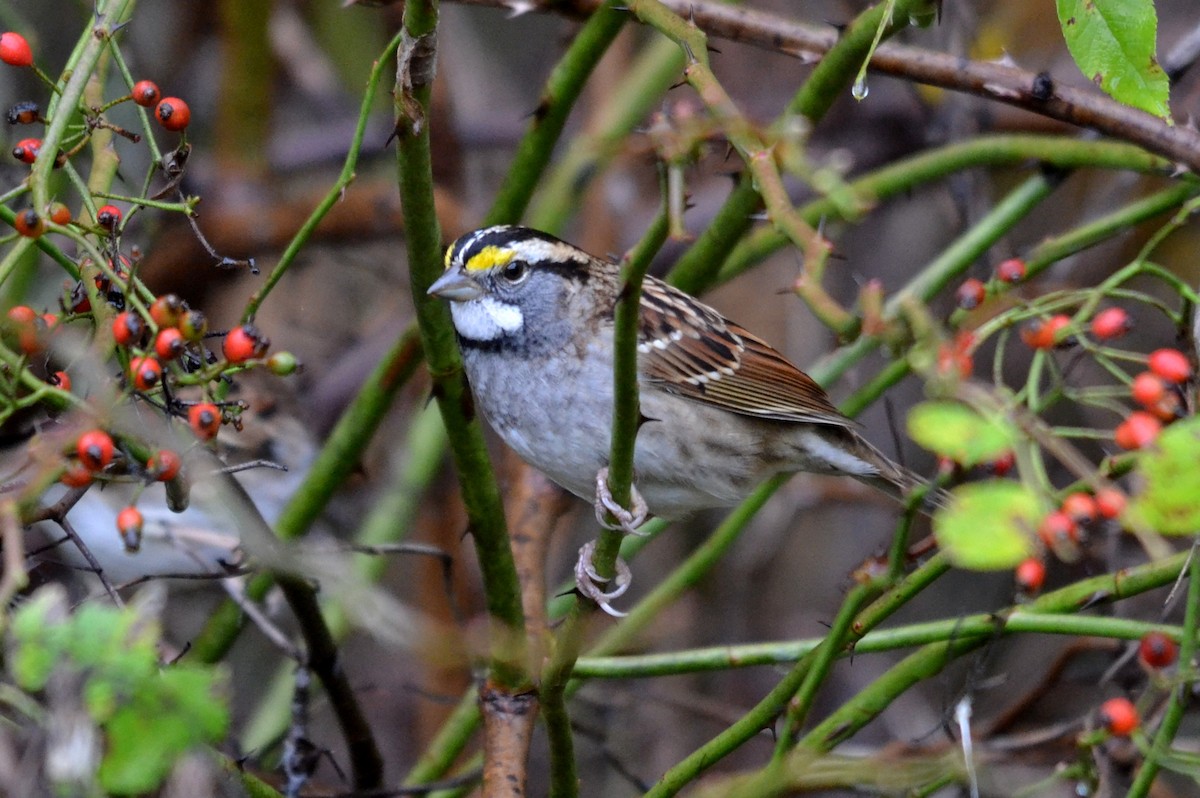 White-throated Sparrow - Tom Buehl Jr.