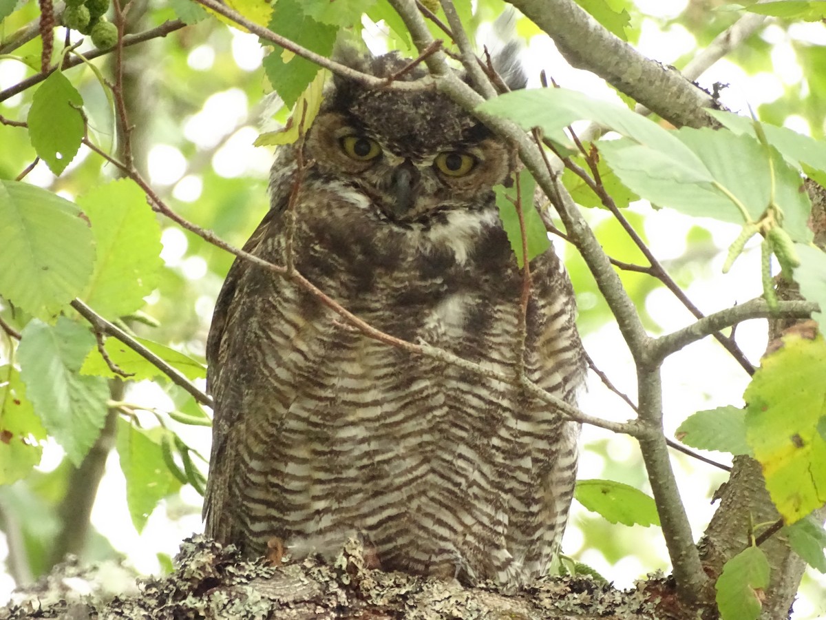 Great Horned Owl - Cathi Bower