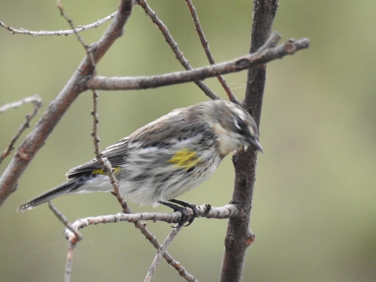 Yellow-rumped Warbler - Daron Patterson