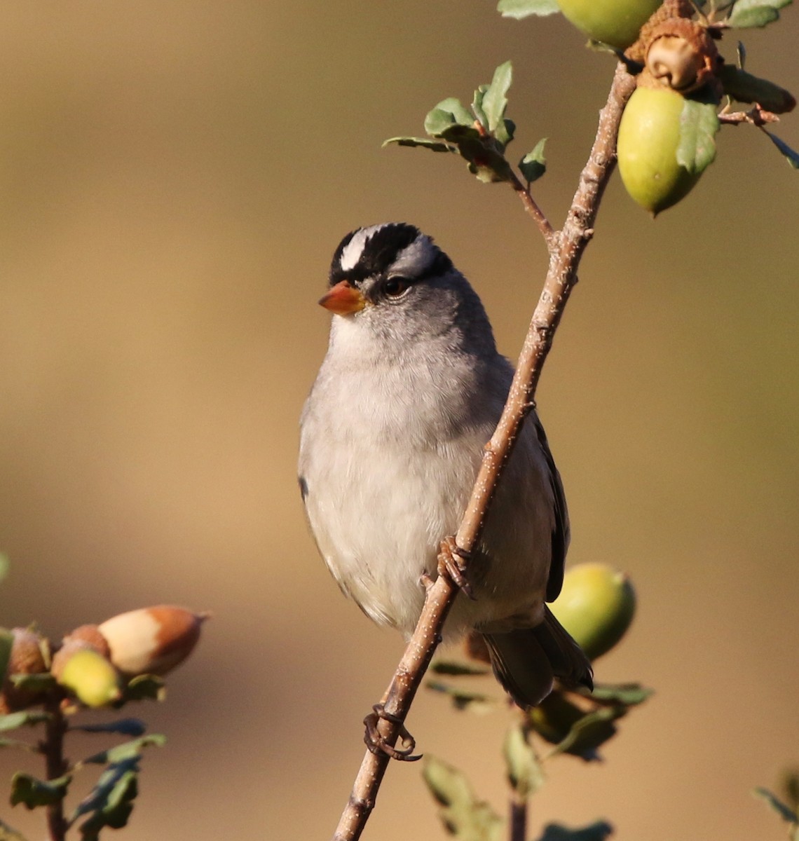 White-crowned Sparrow (Gambel's) - ML71885911