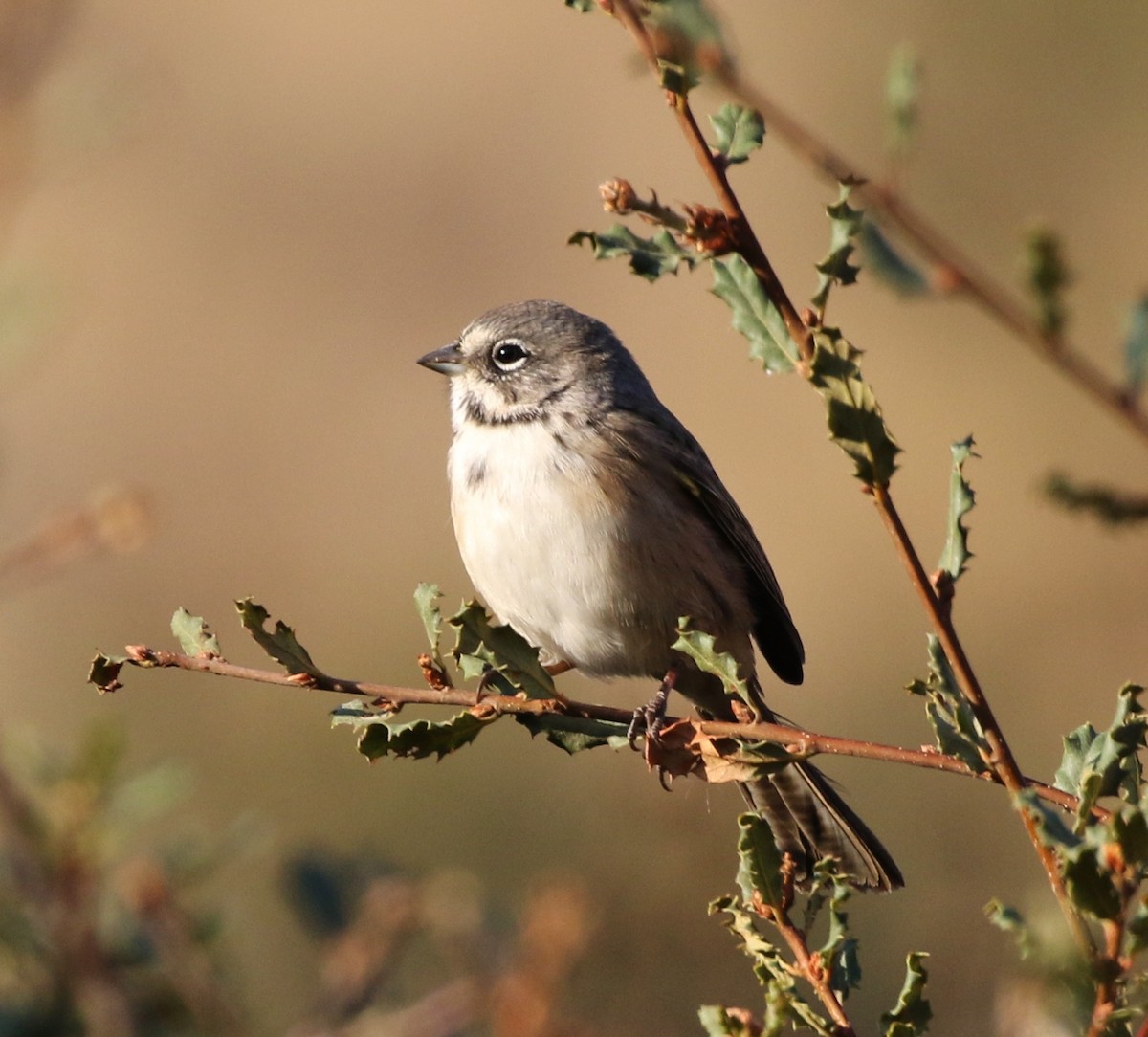 Bell's Sparrow (belli) - ML71885961