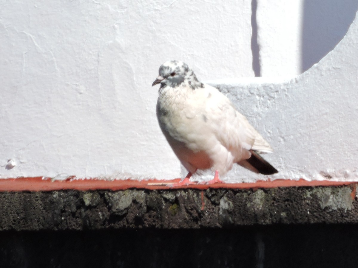 Rock Pigeon (Feral Pigeon) - ML71892731