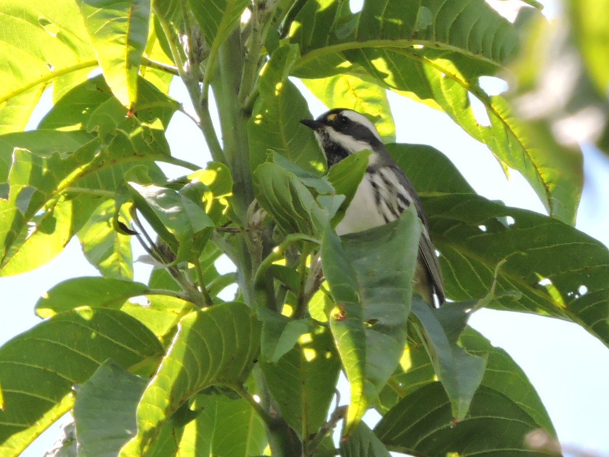 Black-throated Gray Warbler - ML71893211