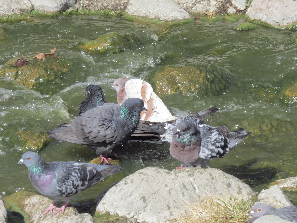 Rock Pigeon (Feral Pigeon) - ML71893401
