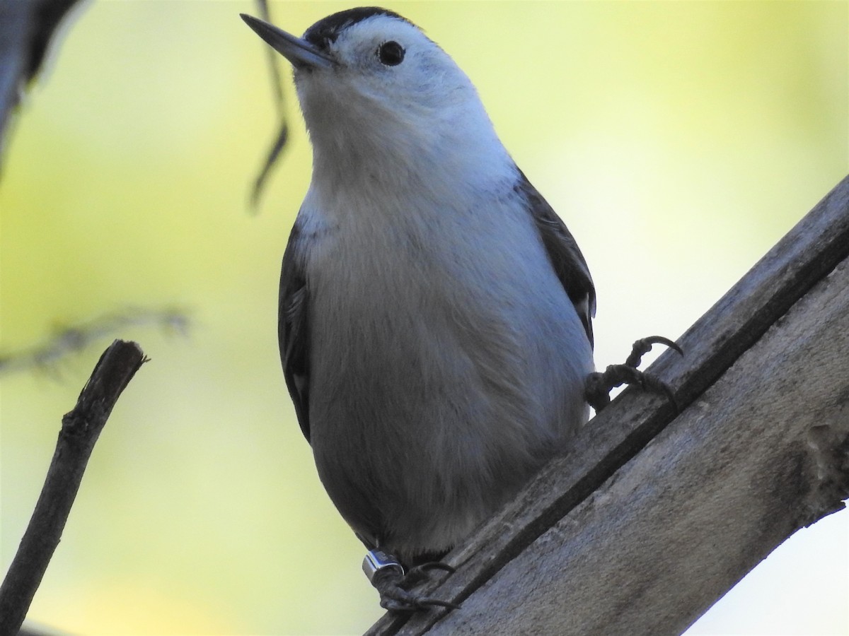 White-breasted Nuthatch - Tina Toth