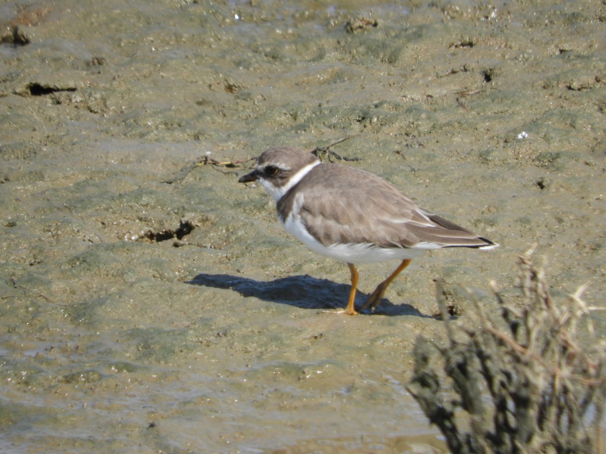 Semipalmated Plover - ML71897871