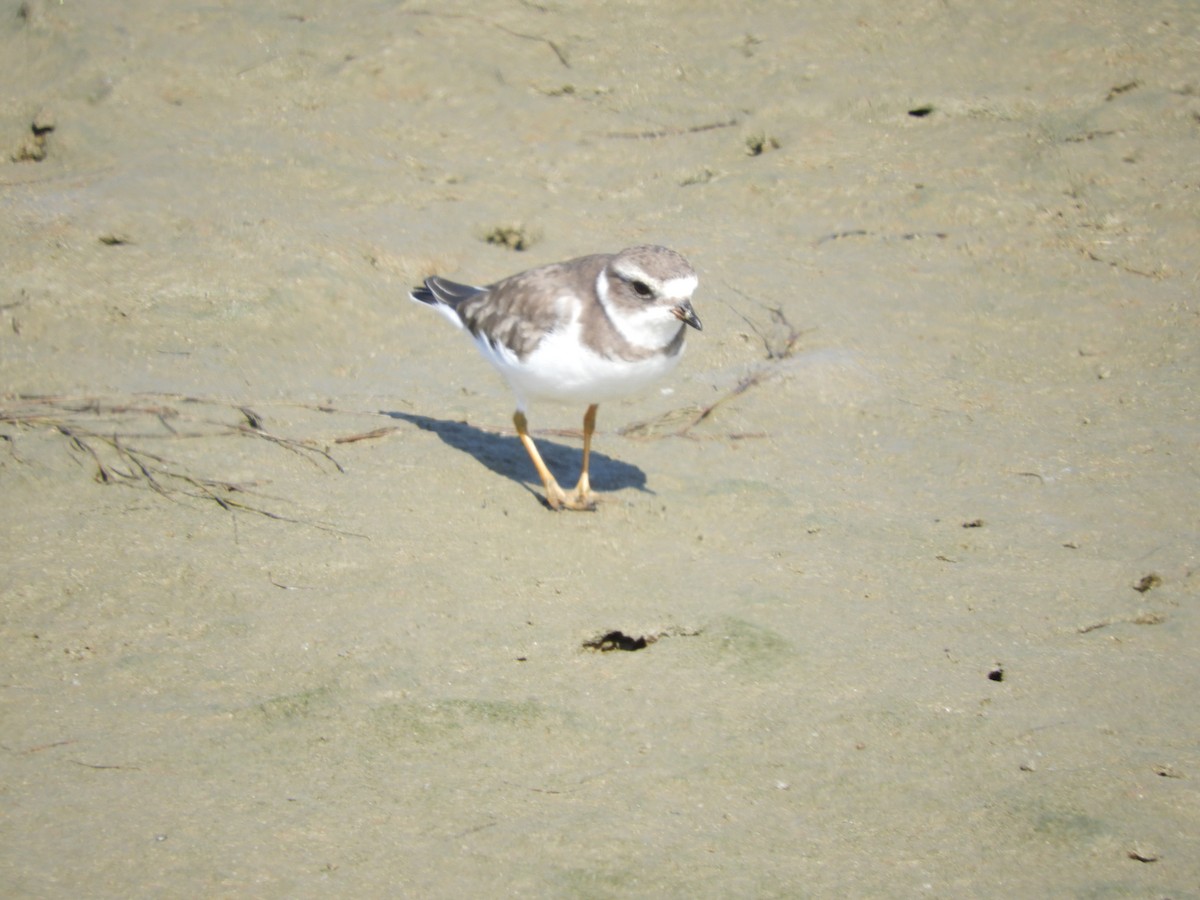 Semipalmated Plover - ML71897881