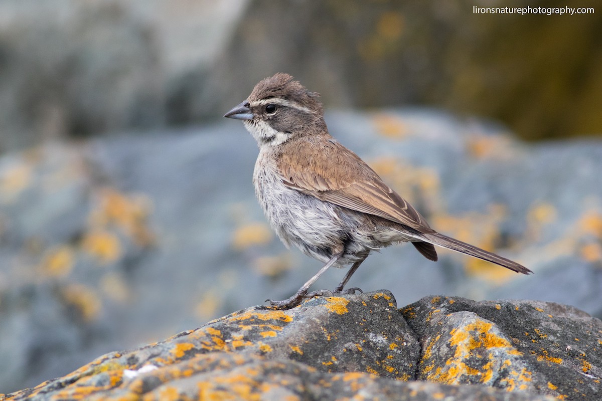 Black-throated Sparrow - Liron Gertsman