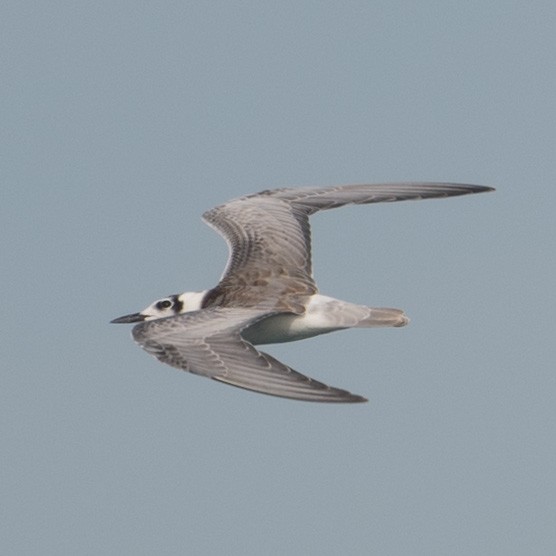 White-winged Tern - Francis Yap
