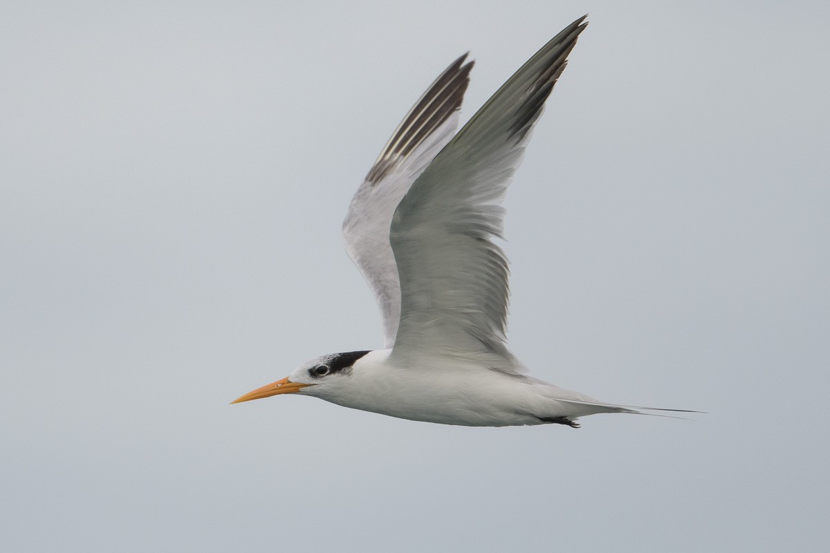 Lesser Crested Tern - Francis Yap