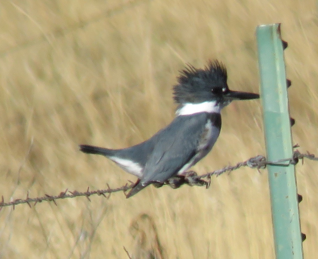 Belted Kingfisher - ML71901771