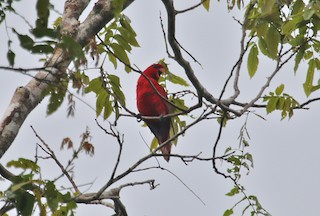  - Red Lory