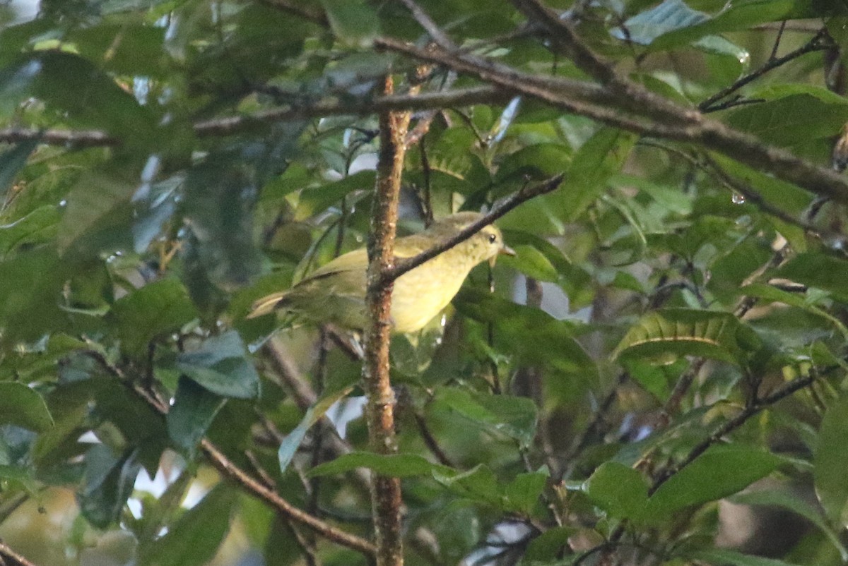 Island Leaf Warbler (Seram) - Gil Ewing