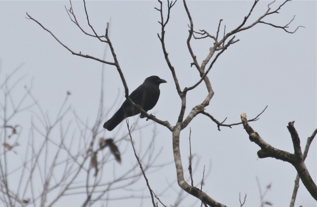 Violet Crow - ML71902031