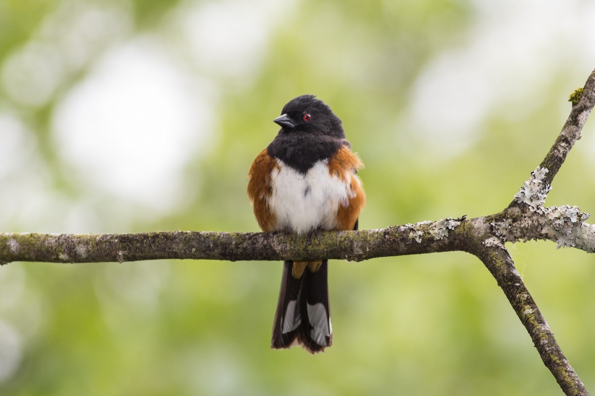 Spotted Towhee - ML71902621