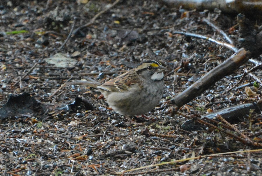 White-throated Sparrow - Nat Drumheller