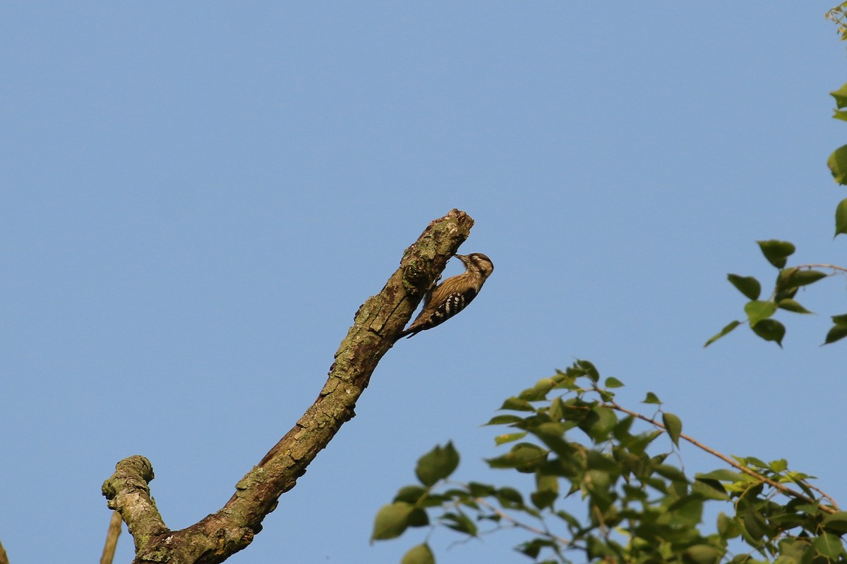 Gray-capped Pygmy Woodpecker - ML71906061