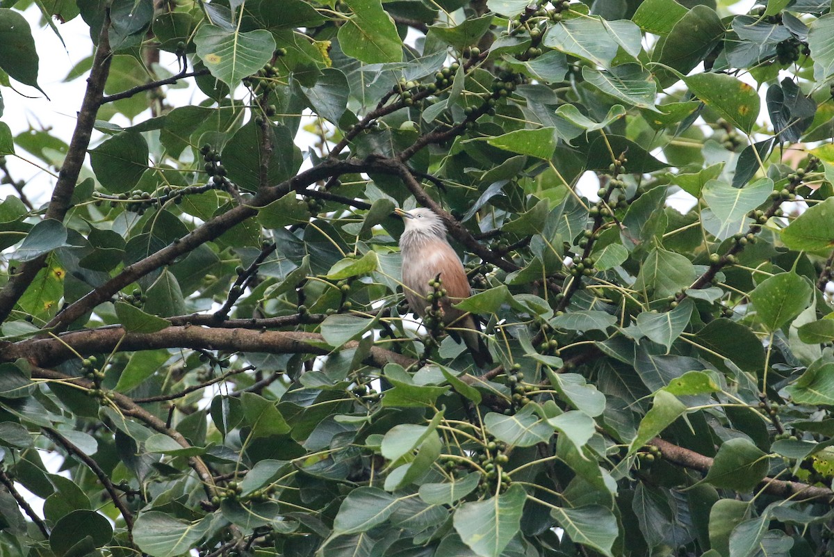 Chestnut-tailed Starling - ML71906211