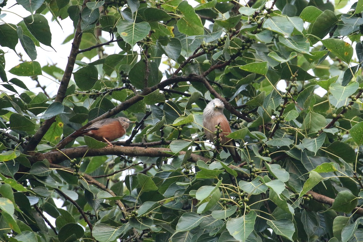 Chestnut-tailed Starling - ML71906221