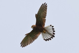 Spotted Kestrel - Falco moluccensis - Birds of the World