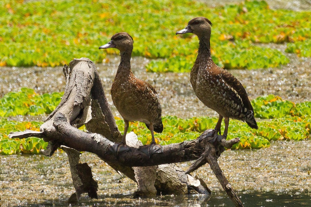 Spotted Whistling-Duck - ML71906541