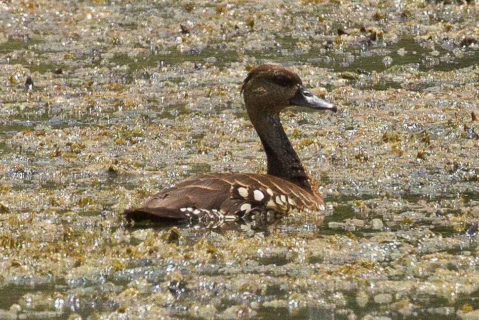 Spotted Whistling-Duck - ML71906601
