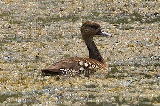 Spotted Whistling-Duck, ML71906601