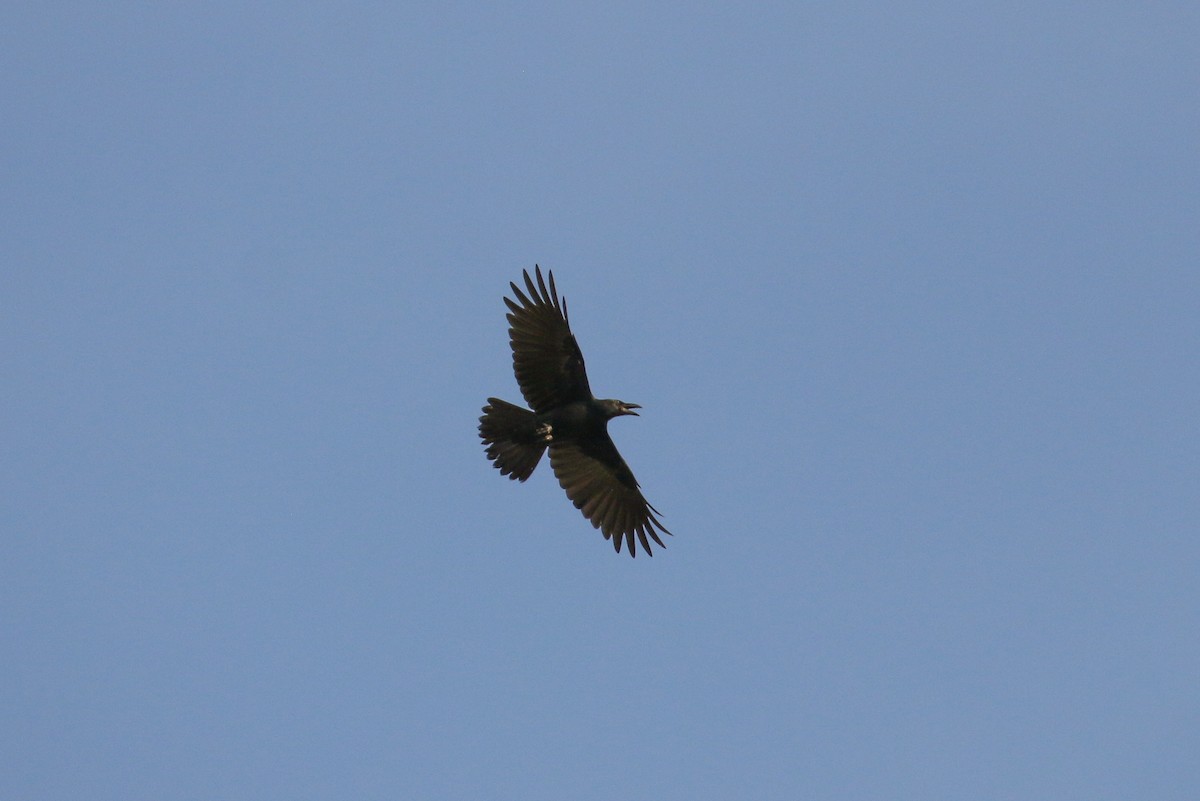 Large-billed Crow - ML71907071