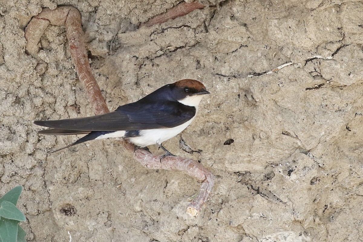 Wire-tailed Swallow - ML71907111