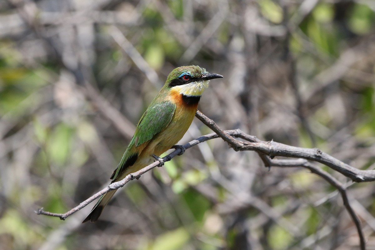 Little Bee-eater - ML71907131