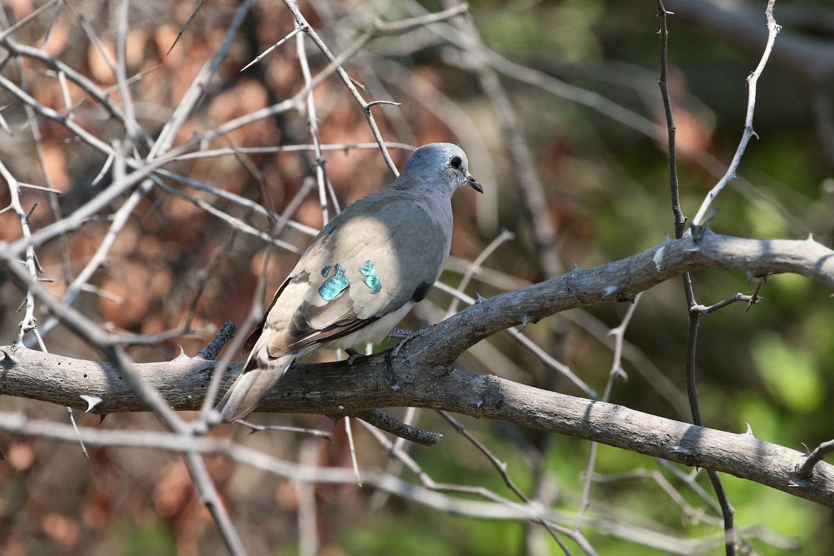 Emerald-spotted Wood-Dove - ML71907151