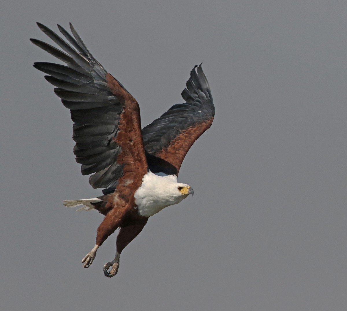African Fish-Eagle - ML71907661