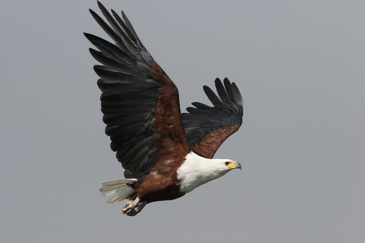 African Fish-Eagle - ML71907701