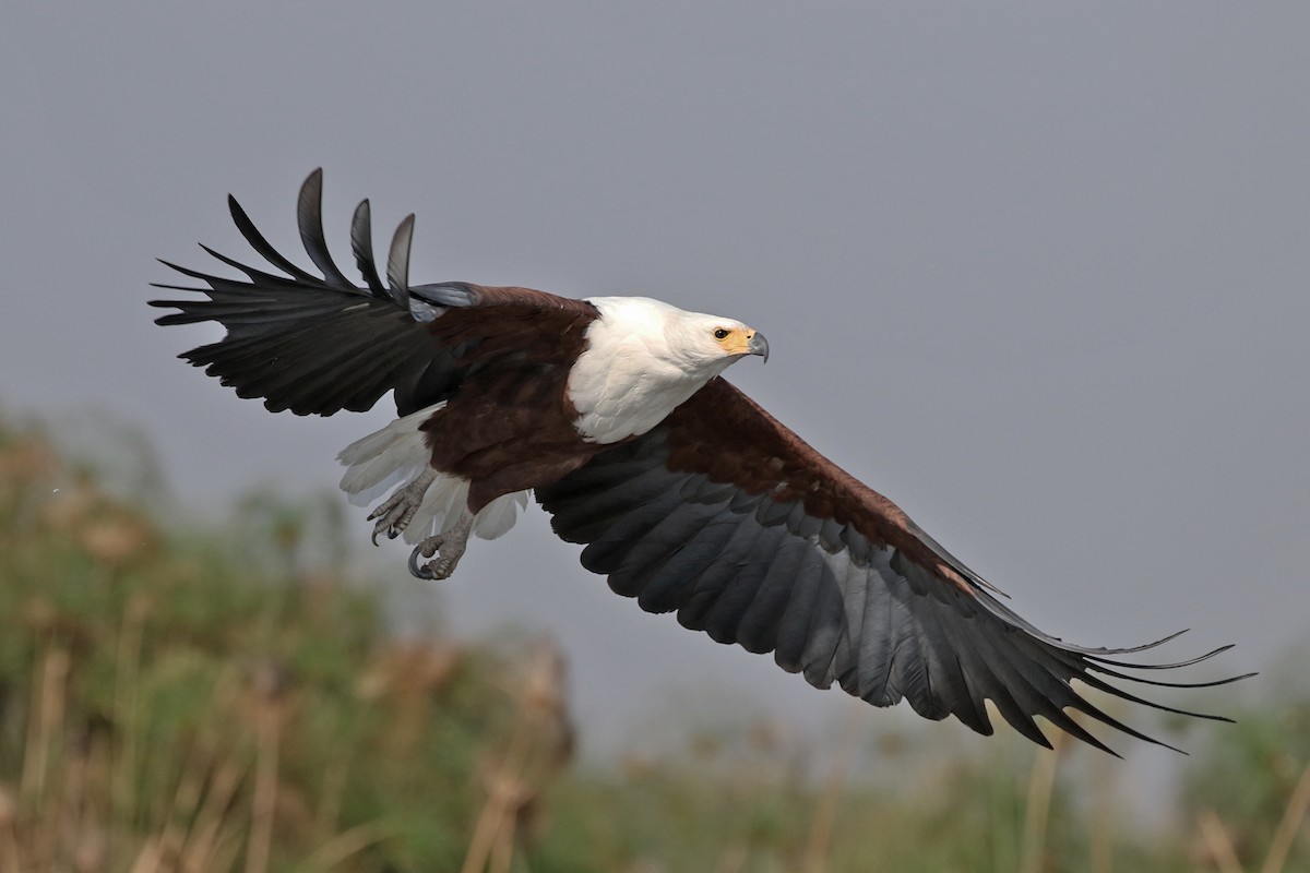 African Fish-Eagle - ML71907721