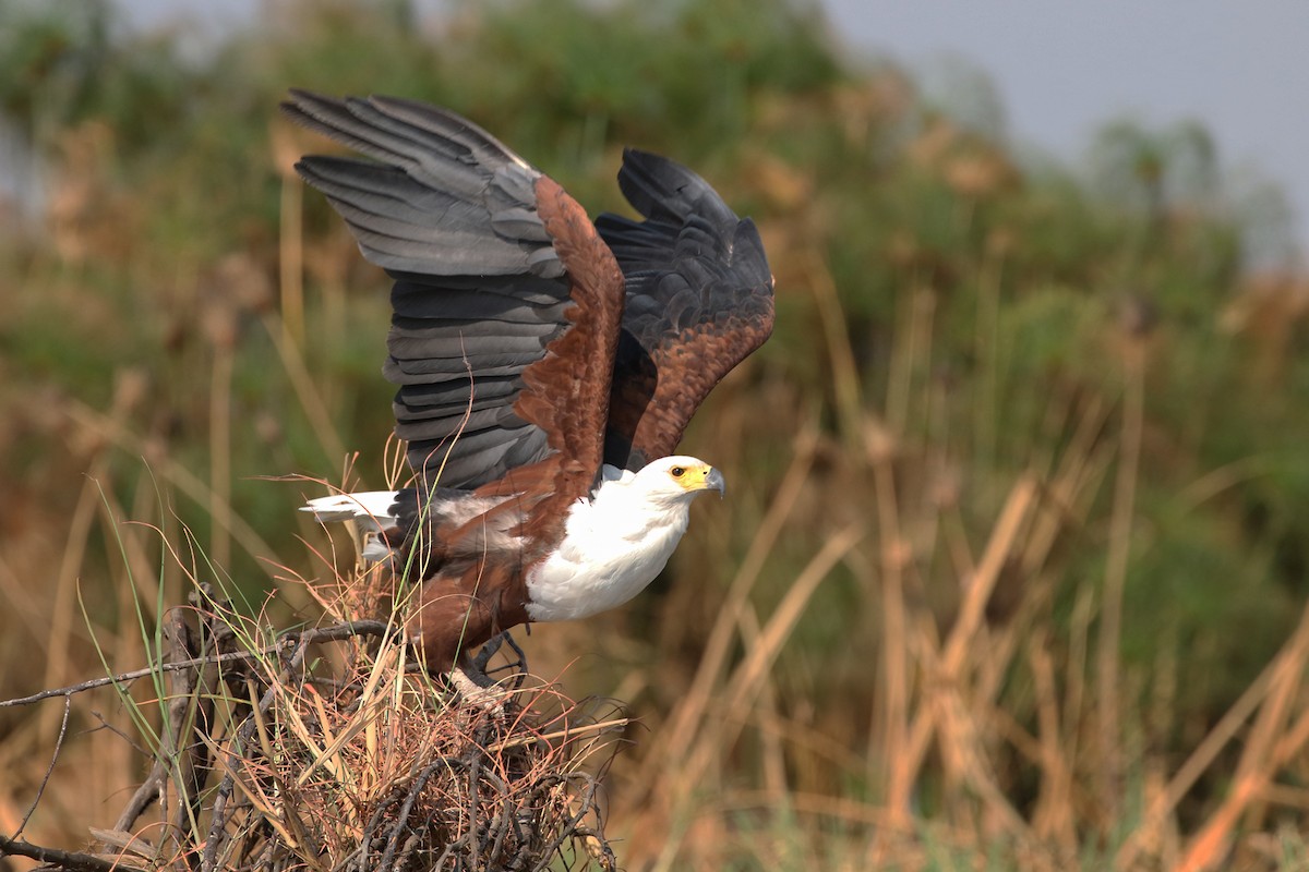 African Fish-Eagle - Charley Hesse TROPICAL BIRDING