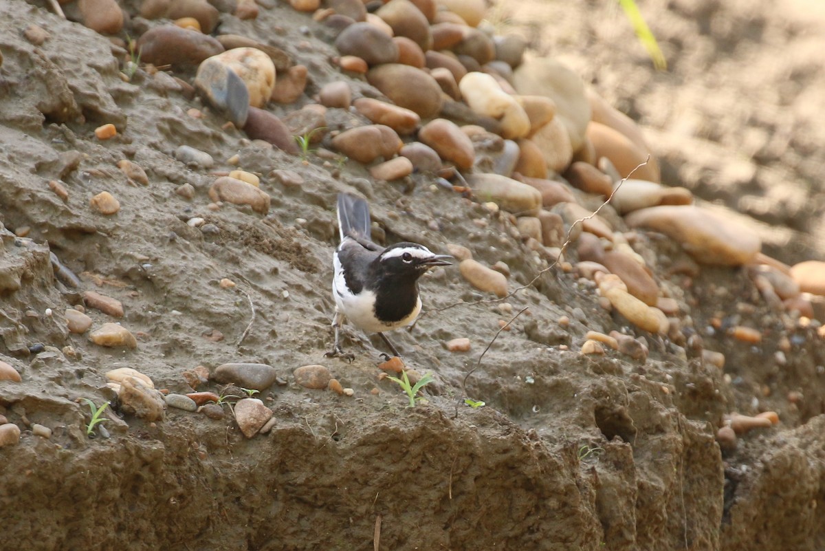 White-browed Wagtail - Tommy Pedersen