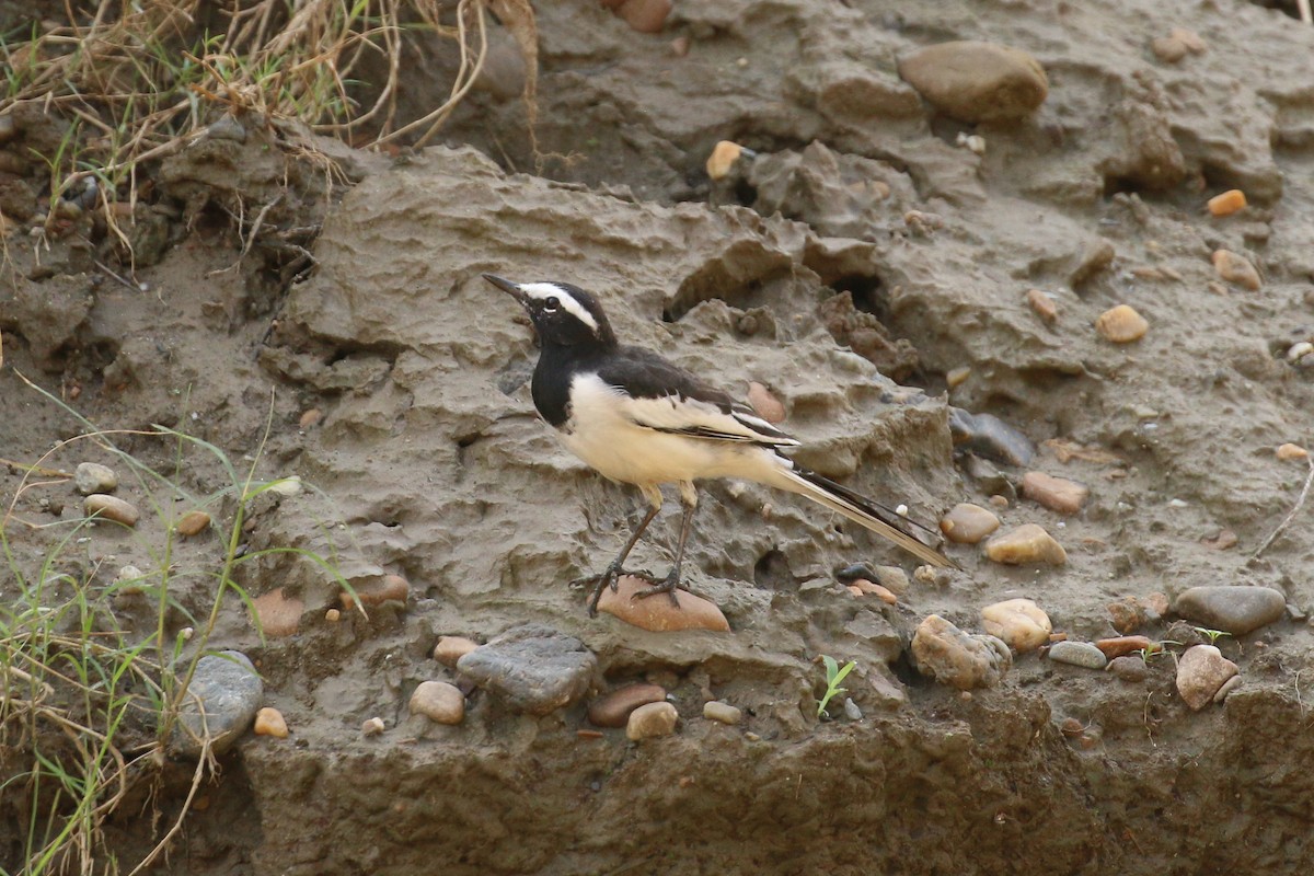 White-browed Wagtail - ML71907841