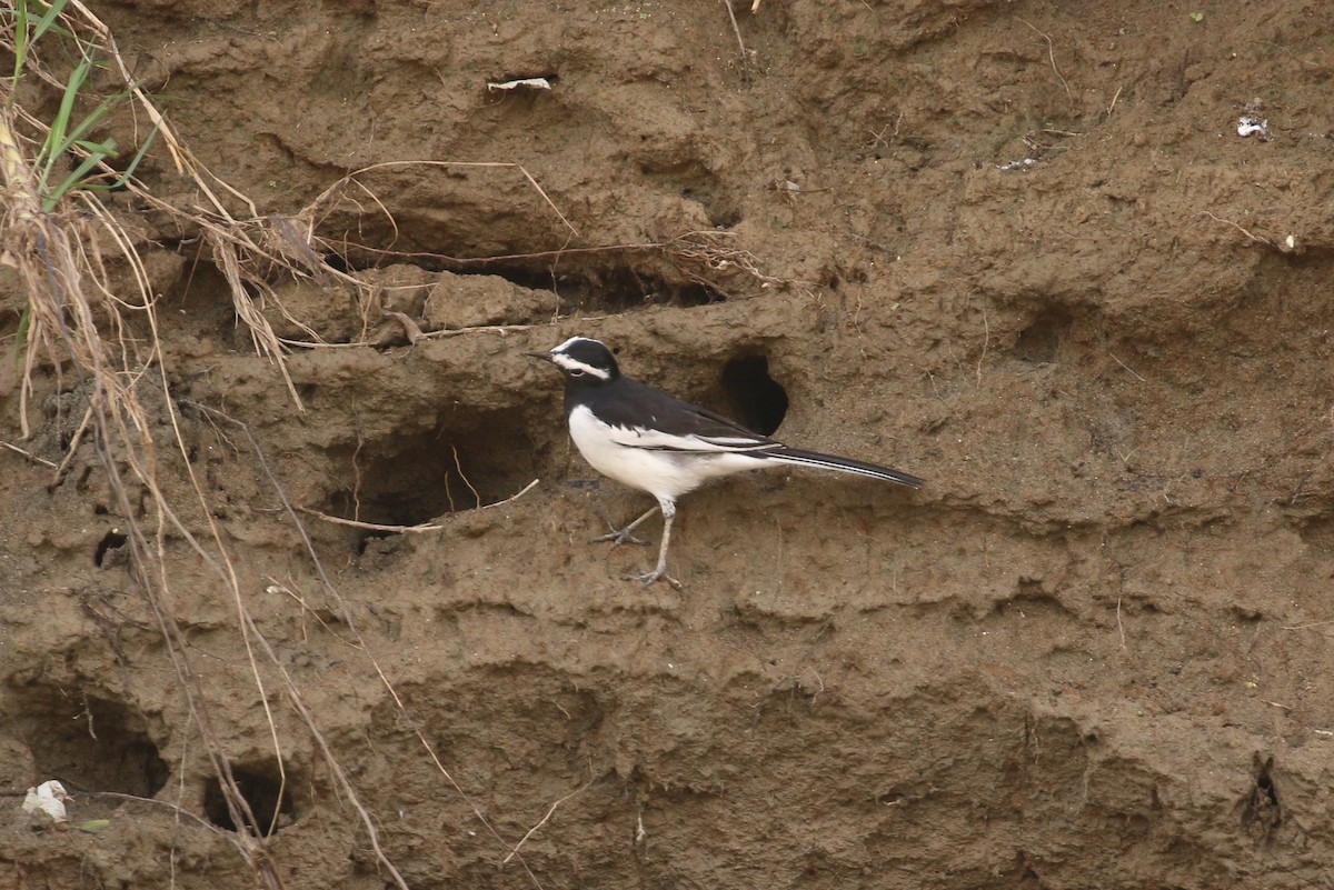White-browed Wagtail - ML71907871