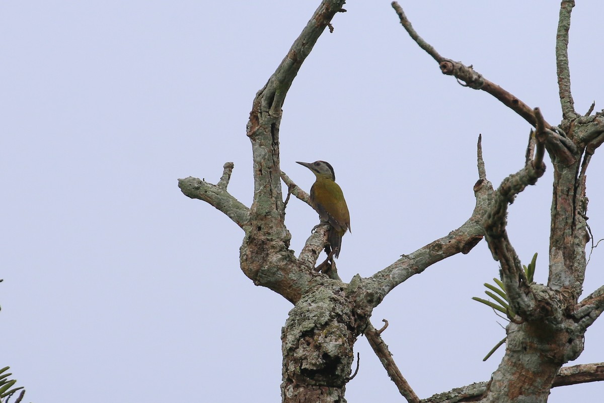 Gray-headed Woodpecker (Black-naped) - ML71907971