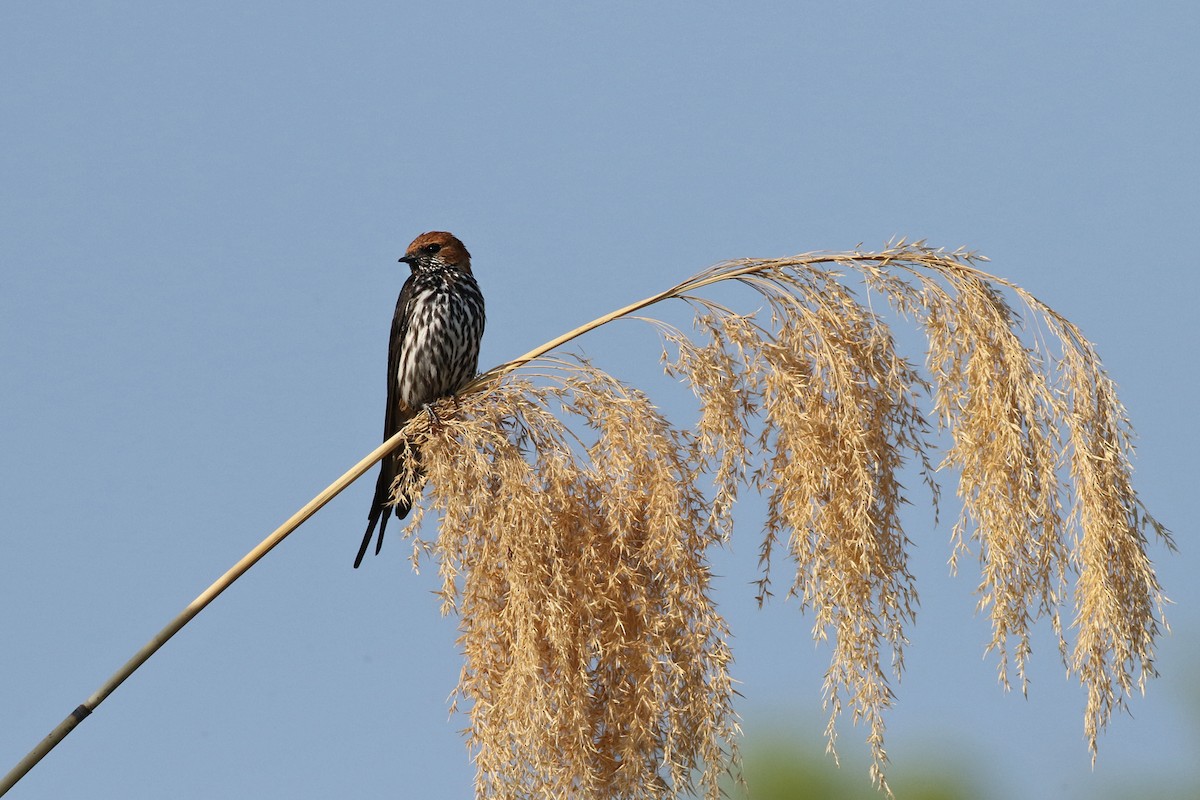 Lesser Striped Swallow - ML71907981