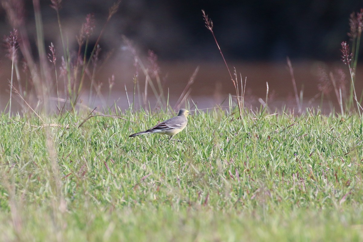 Citrine Wagtail (Gray-backed) - Tommy Pedersen