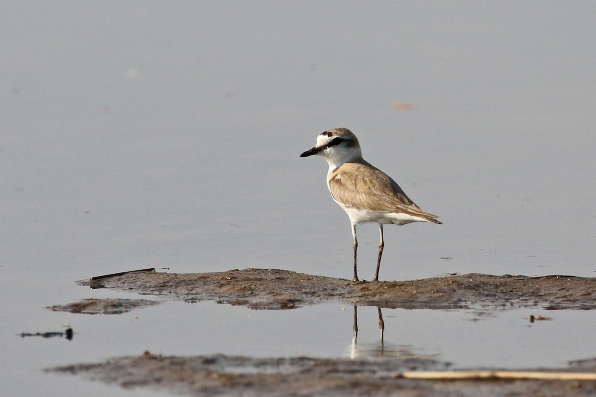 White-fronted Plover - Charley Hesse TROPICAL BIRDING